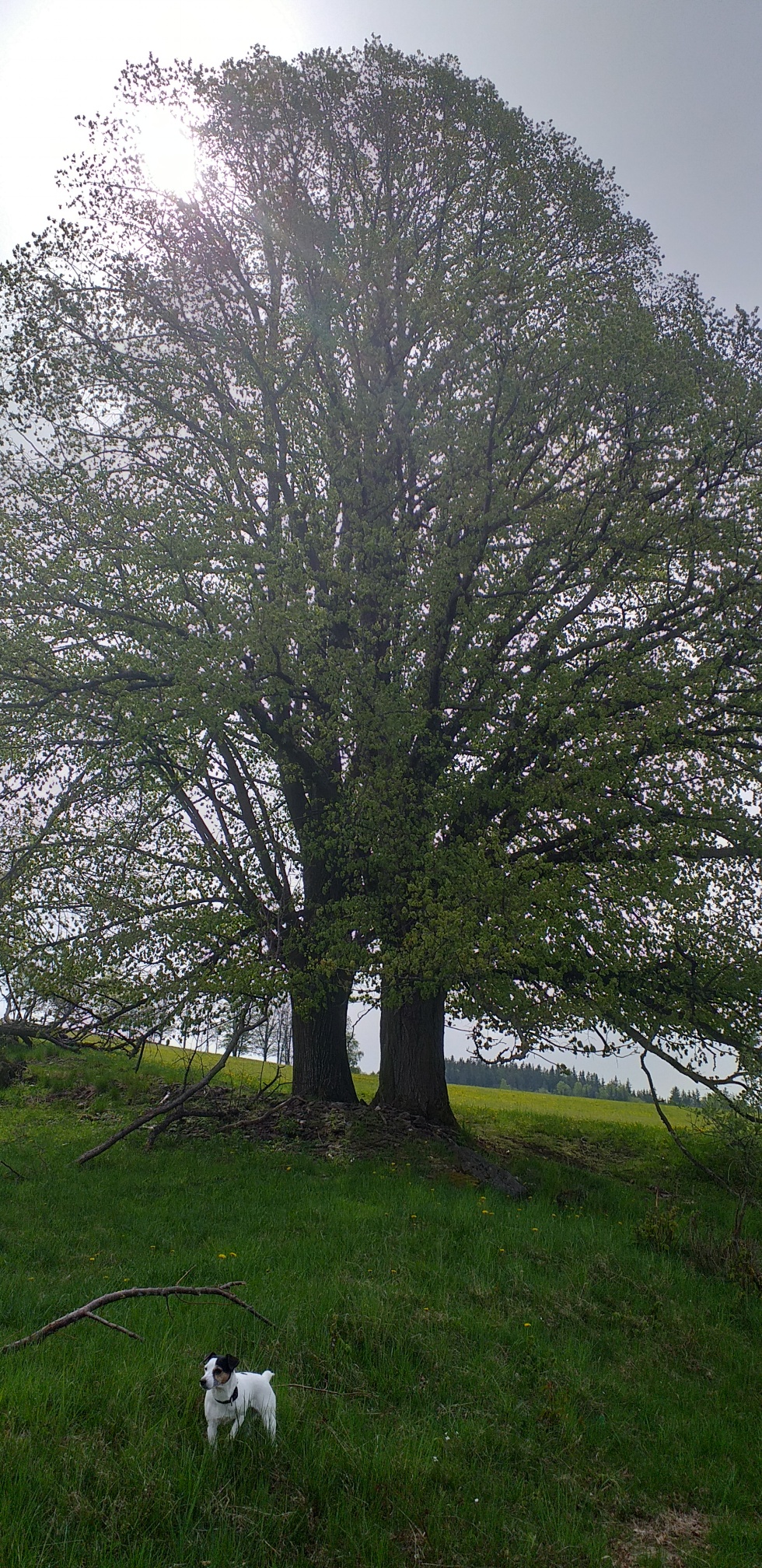 20190508_103509_resized
