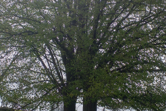 20190508_103509_resized